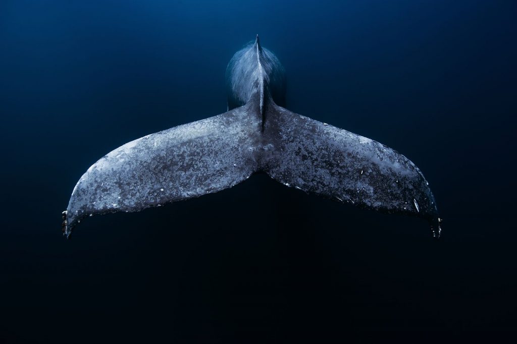 Кит фото National Geographic Мексика Баха-Калифорния