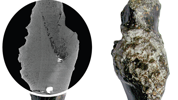 останки древней черепахи рак опухоль остеосаркома