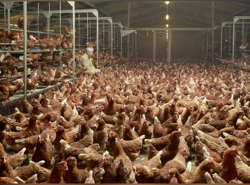 Нидерланды пищевая промышленность заводы фермы еда фотопроект