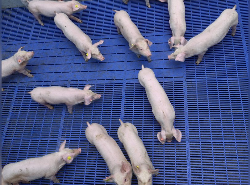 Нидерланды пищевая промышленность заводы фермы еда фотопроект