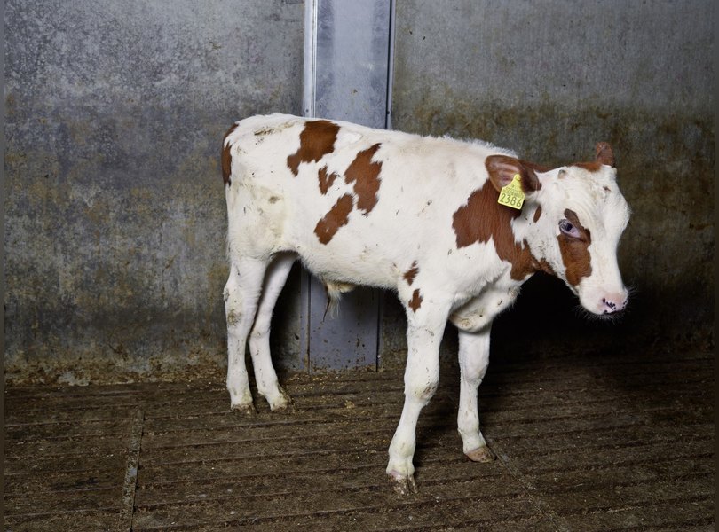 Нидерланды пищевая промышленность заводы фермы еда фотопроект