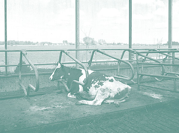 Нидерланды пищевая промышленность заводы фермы еда фотопроект