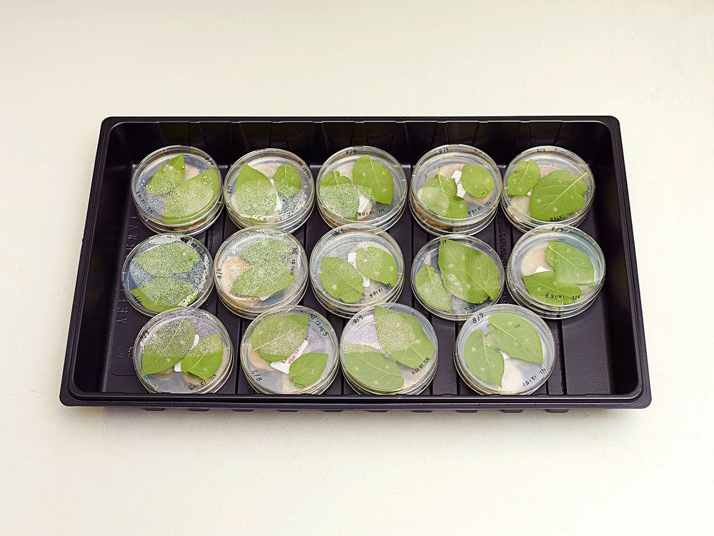 Нидерланды пищевая промышленность заводы фермы еда фотопроект