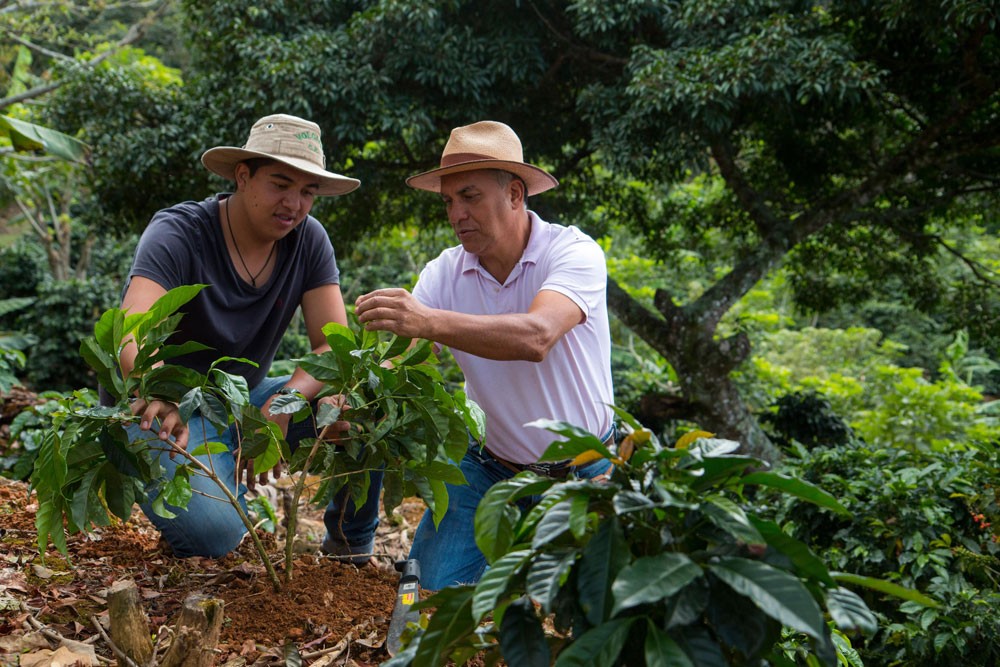 Nespresso Master Origins Costa Rica Коста-Рика страна кофе еда напиток бленд коллекция сорт