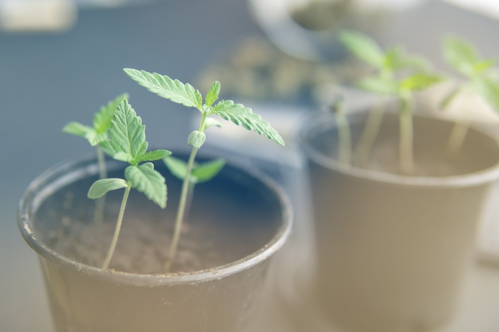 технической конопли марихуана бумага производство Казахстан