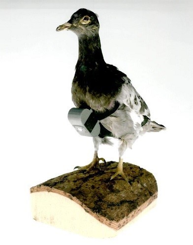 голубь-шпион использование животных для шпионажа