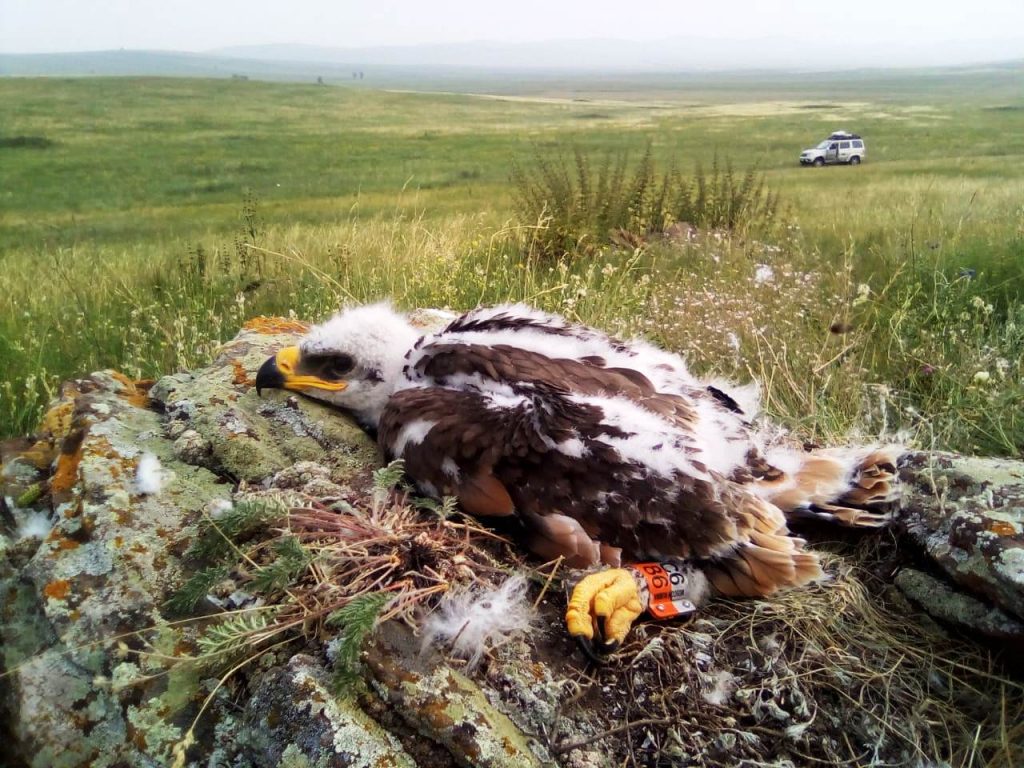 орлица с датчиком