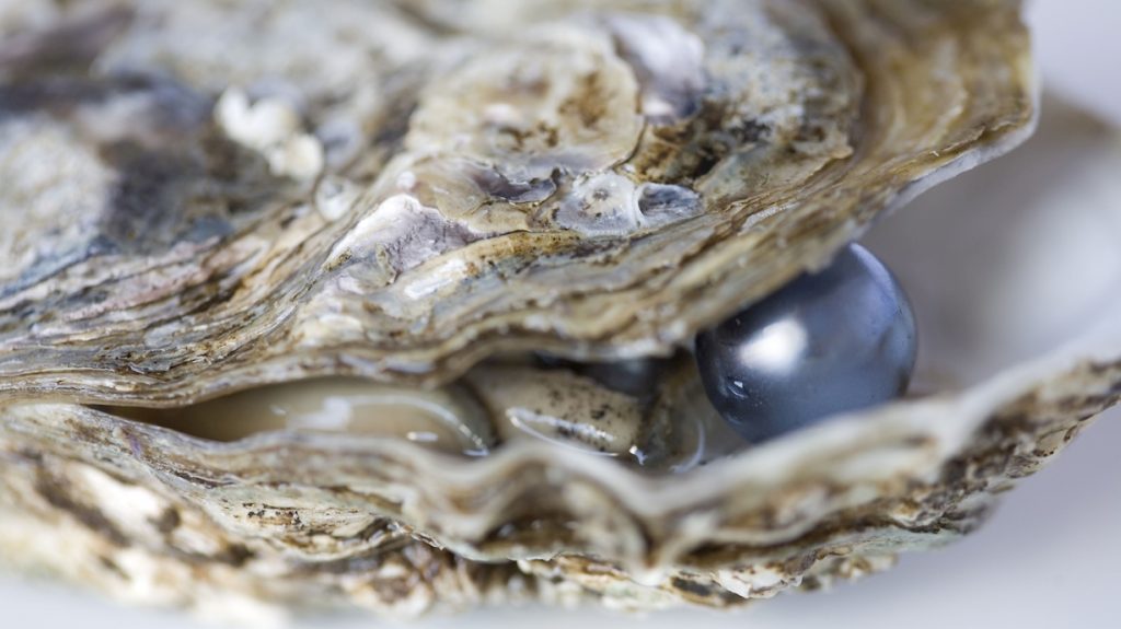 жемчуг в раковине