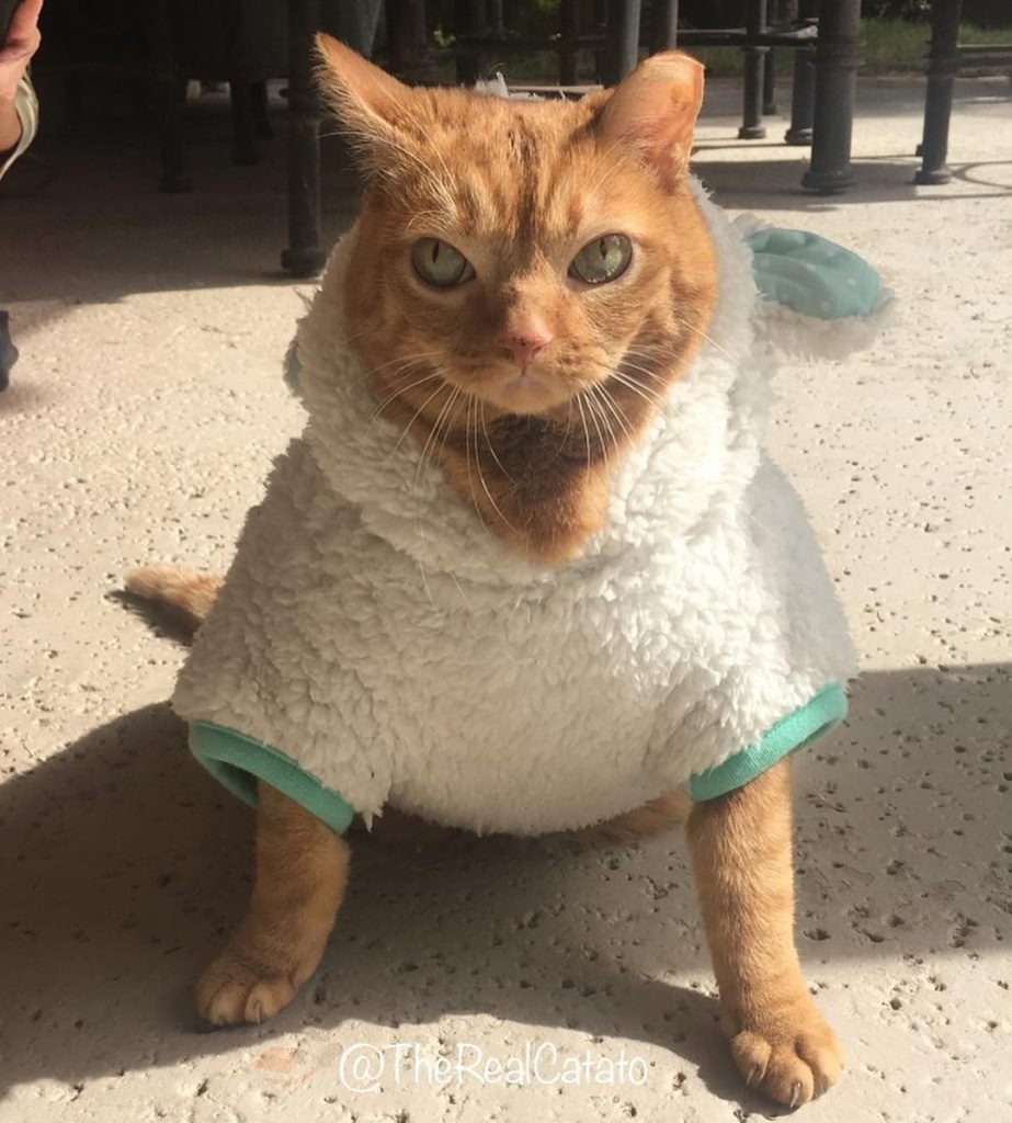 кошка с огромными глазами 