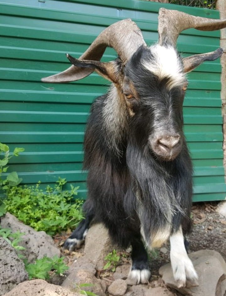 козел Тимур