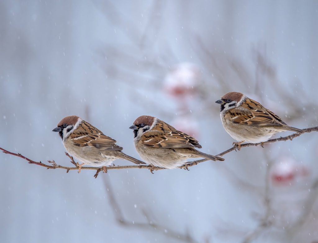 три птицы на ветке зимой