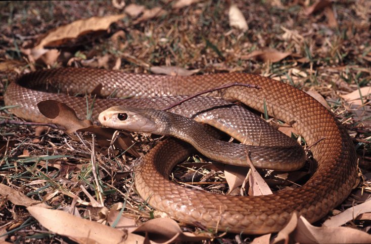 восточная коричневая змея