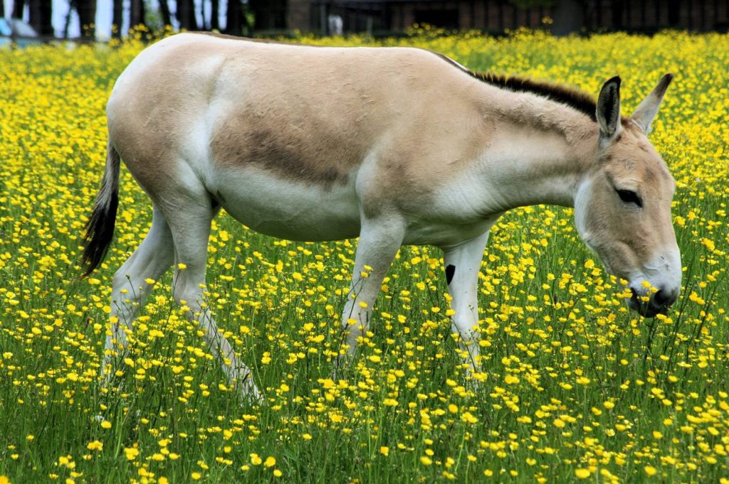 дикий кулан