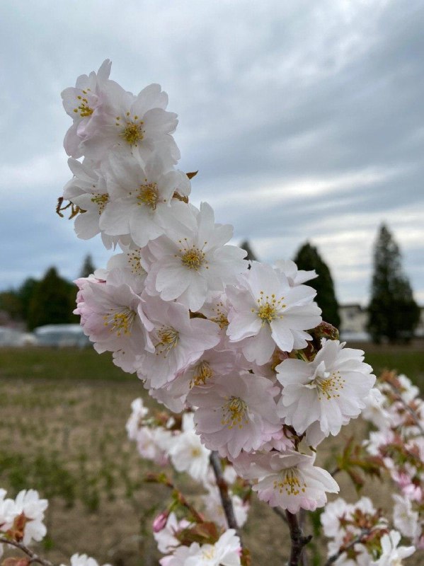 сакура Нур-Султан