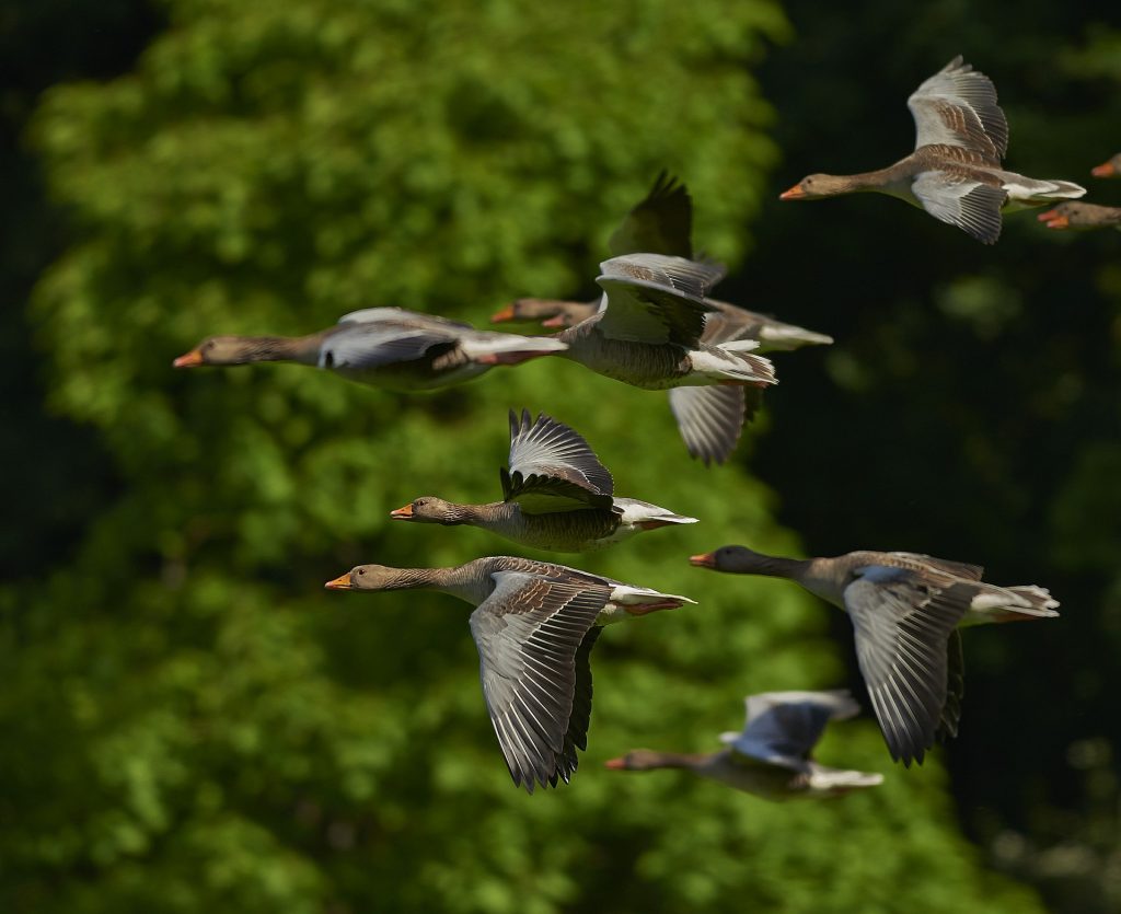 birds