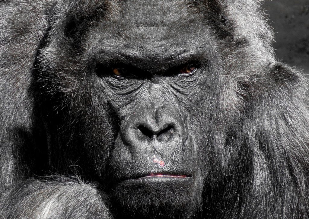 gorilla