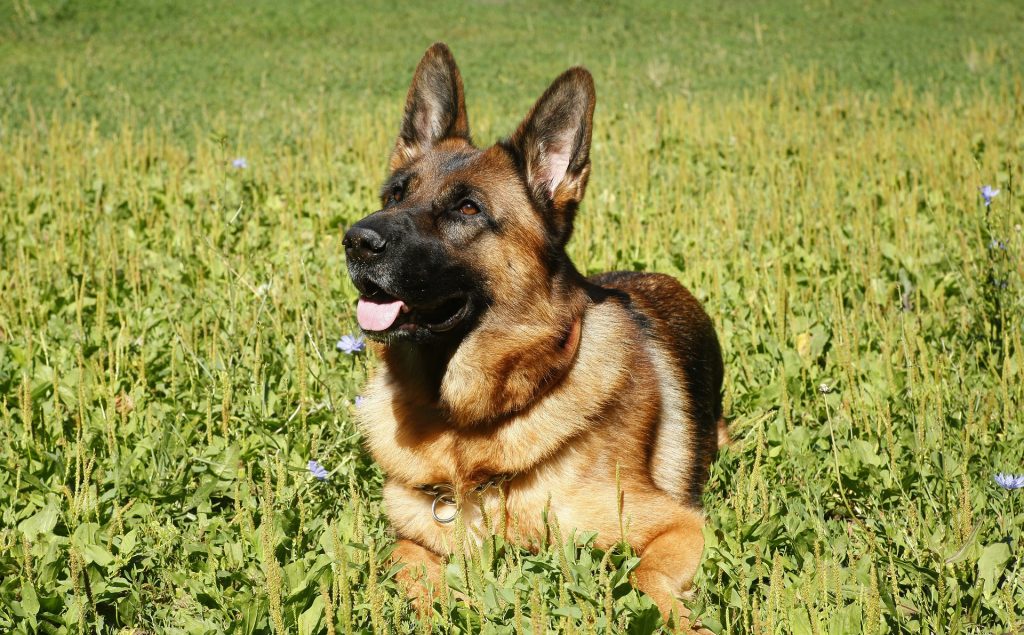 dog