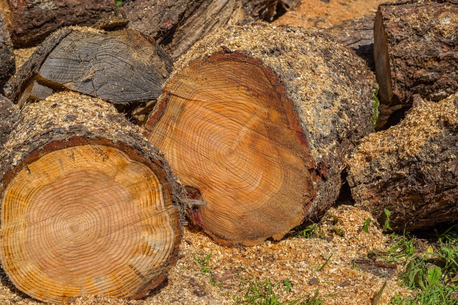 wood