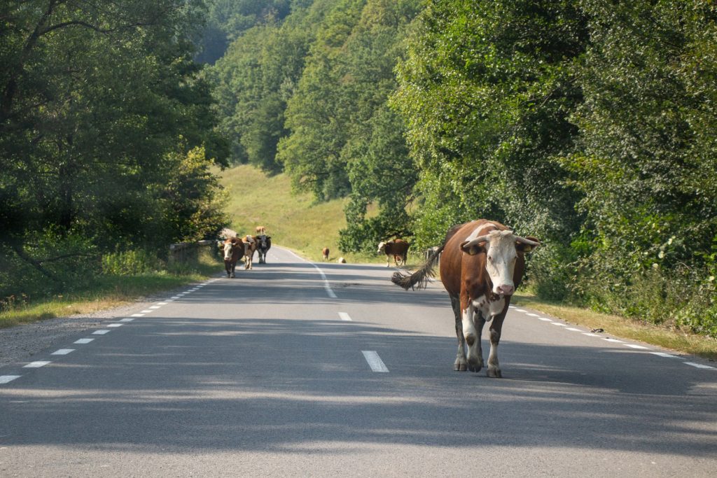 cows