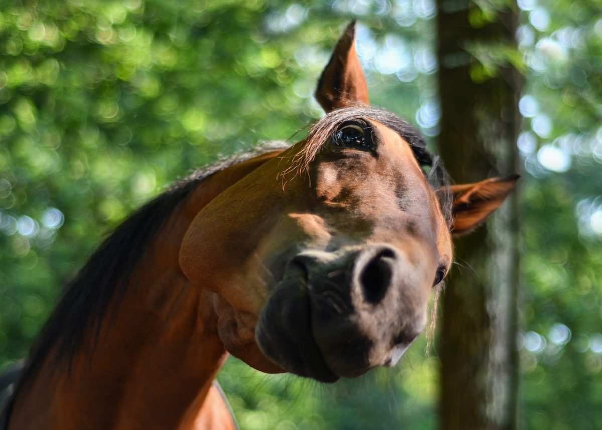 horse