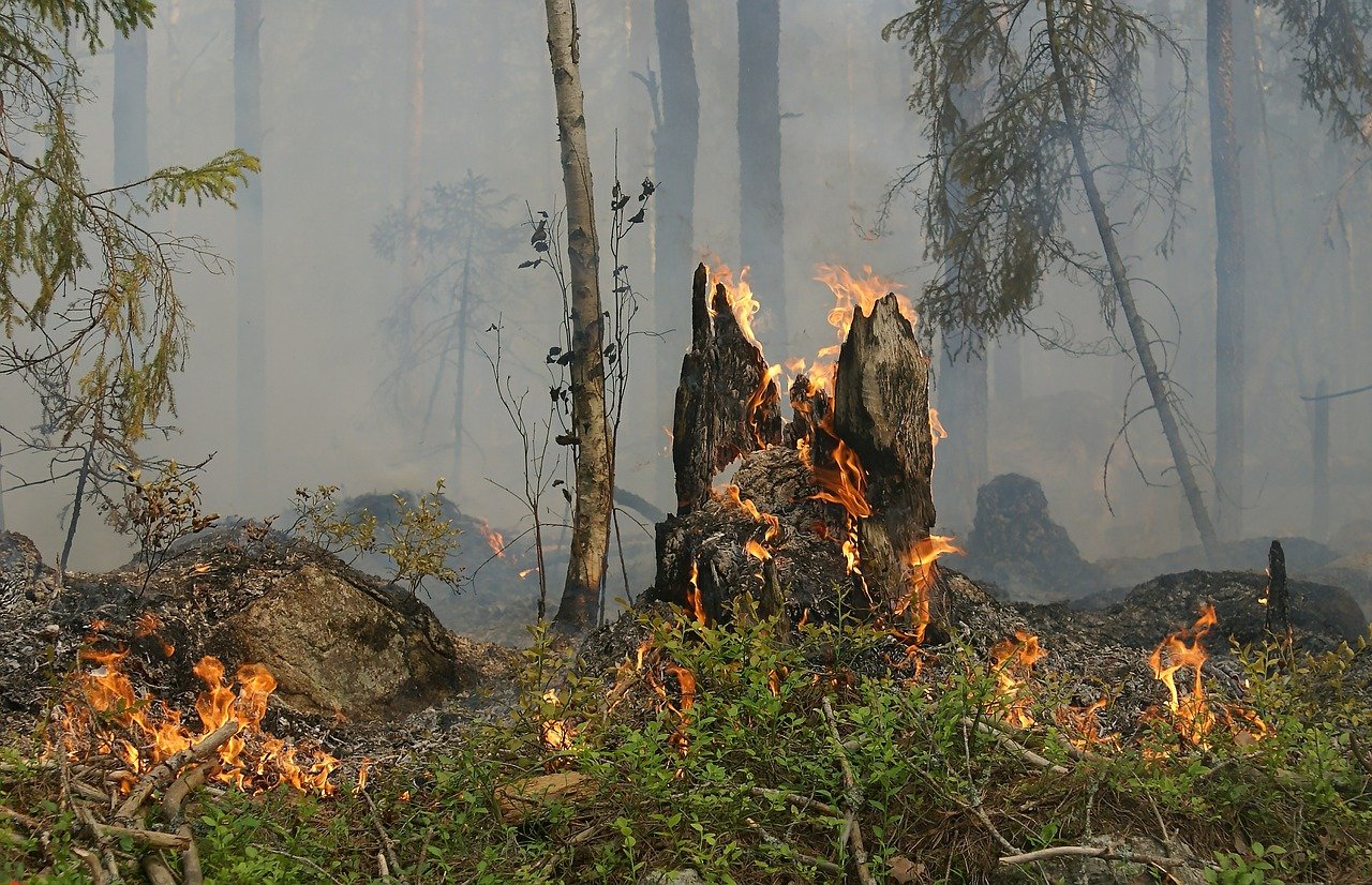 forest-fire